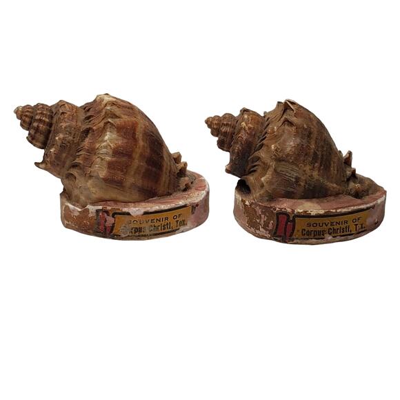 Seashell Salt and Pepper Shakers Vintage Souvenir of Corpus Christi TX - Picture 1 of 7